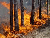 В Ярославле 30 апреля введён особый противопожарный режим